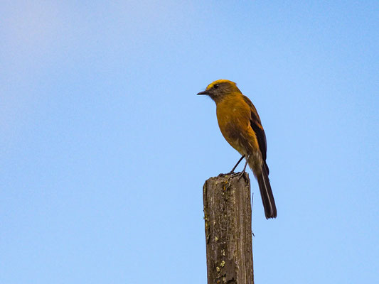 FAHLBRAUEN-SCHMÄTZERTYRANN, BROWN-BACKED CHAT-TYRANT - OCHTHOECA FUMICOLOR