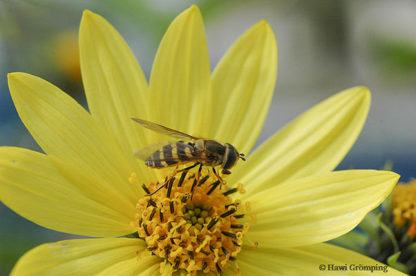 BEHAARTE SCHWEBFLIEGE, SYRPHUS TORVUS