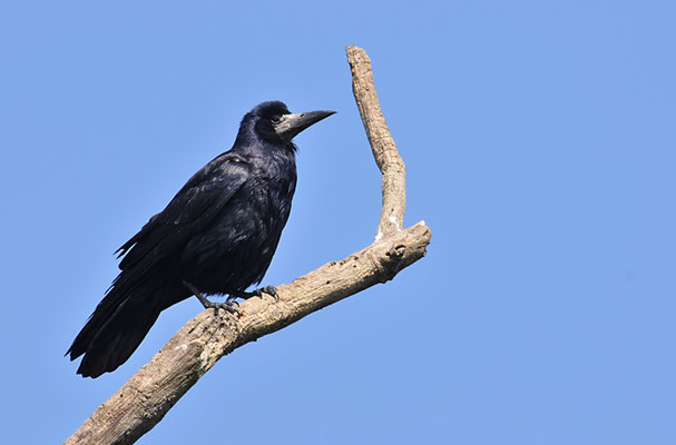 SAATKRÄHE, ROOK, CORVUS FRUGILEGUS