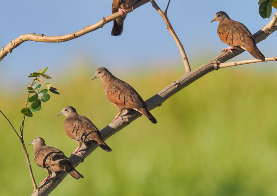 ROSTTÄUBCHEN, RUDDY GROUND DOVE, COLUMBINA TALPACOTI