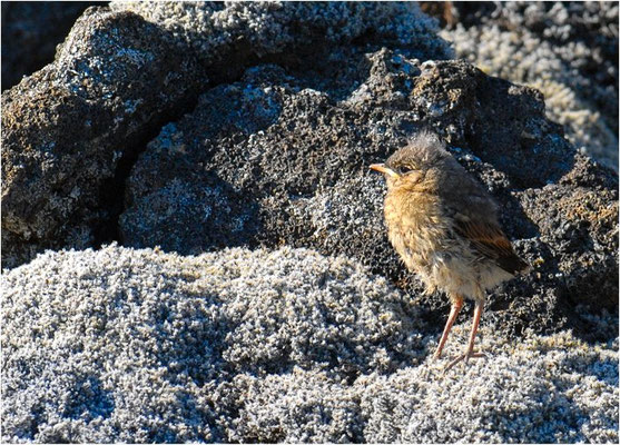 STEINSCHMÄTZER, WHEATEAR, OENANTHE OENANTHE