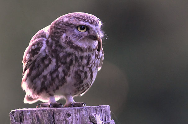 STEINKAUZ, LITTLE OWL , ATHENE NOCTUA