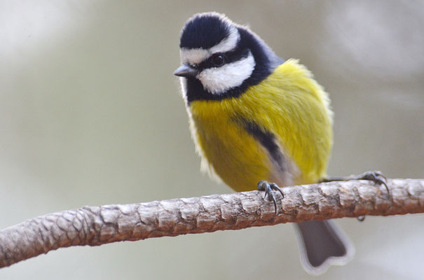 TENERIFFAMEISE, CANARY ISLANDS TIT, PARUS TENERIFFAE