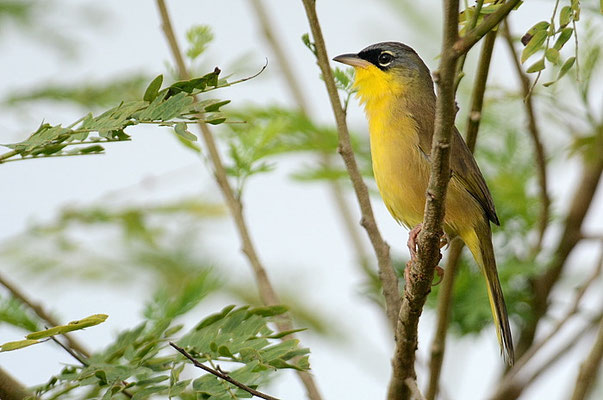 WIESEN-GELBKEHLCHEN, GRAY-CROWNED YELLOWTHROAT, GEOTHLYPIS POLIOCEPHALA 
