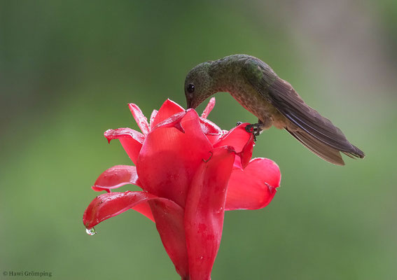 SCHUPPENBRUSTKOLIBRI, SCALY-BREASTED HUMMINGBIRD, PHAEOCHROA CUVIERII