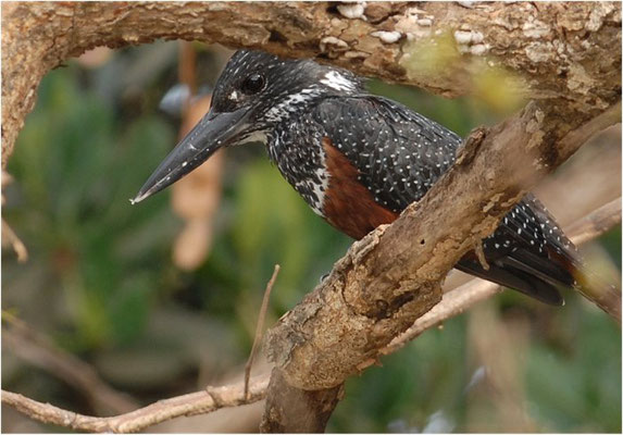 RIESENEISVOGEL, GIANT KINGFISHER, MEGACERYLE MAXIMA