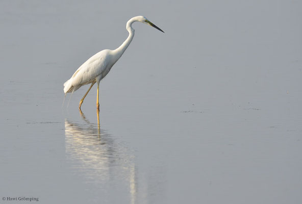 SILBERREIHER, GREAT EGRET, EGRETTA ALBA