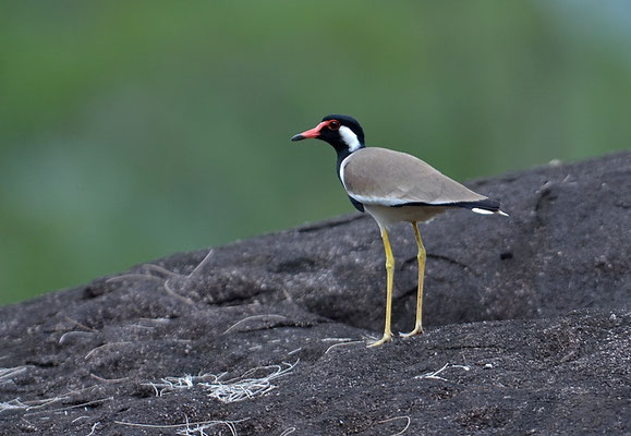 ROTLAPPENKIEBITZ, RED-WATTLED LAPWING, VANELLUS INDICUS