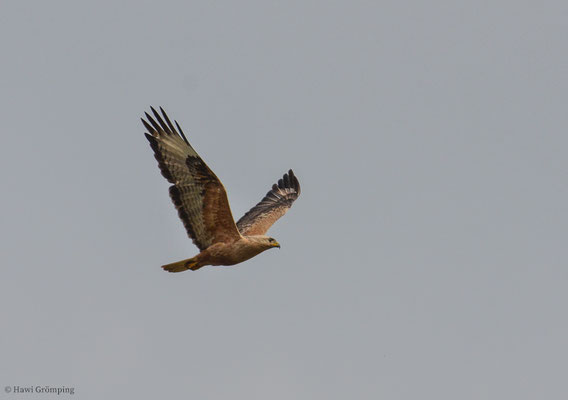 Adlerbussard, Long-legged buzzard, Buteo rufinus
