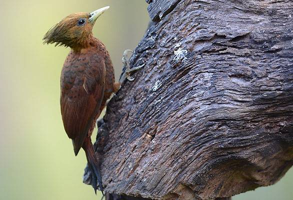 KASTANIENSPECHT, CHESTNUT-COLORED WOODPECKER, CELEUS CASTANEUS