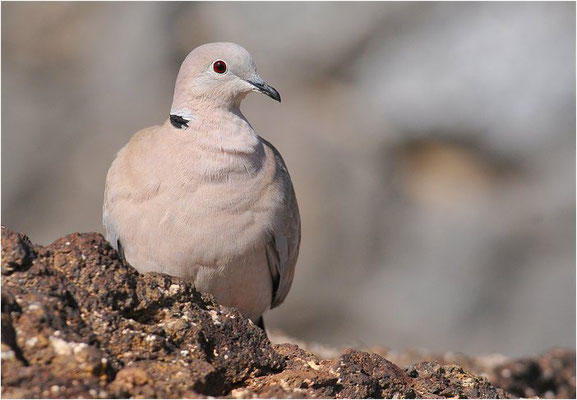 RINGELTAUBE, WOOD PIGEON,  COLUMBA PALUMBUS