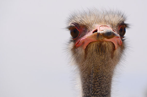 STRAUSS, COMMON OSTRICH, STRUTHIO CAMELUS
