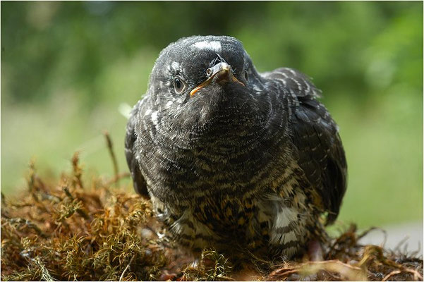 KUCKUCK, COCKOO, CUCULUS CANORUS
