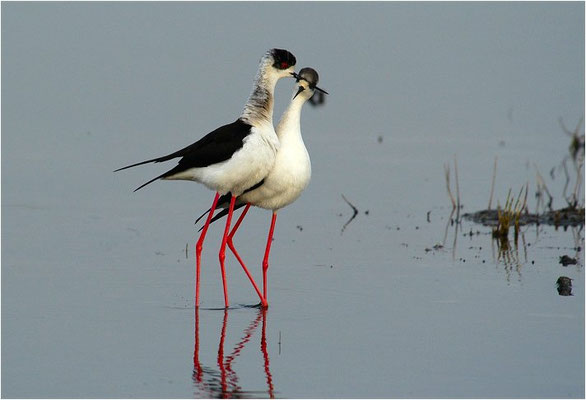 STELZENLÄUFER, BLACK-WINGED STILT, HIMANTOPUS HIMANTOPUS