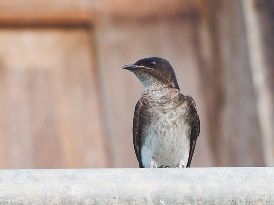 Graubrustschwalbe, Gray-breasted Martin - Progne chalybea