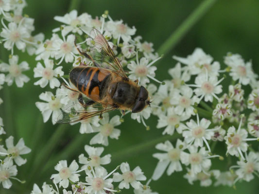 GEMEINE KEILFLECKSCHWEBFLIEGE, ERISTALIS PERTINAX