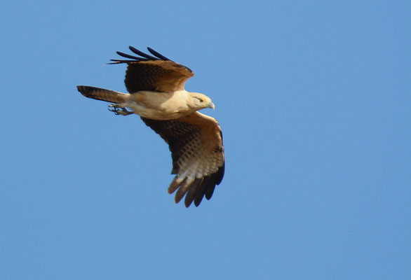GELBKOPFKARAKARA, YELLOW-HEADED CARACARA, MILVAGO CHIMACHIMA