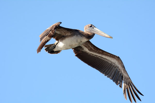 BRAUNER PELIKAN, BROWN PELICAN, PELECANUS OCCIDENTALIS