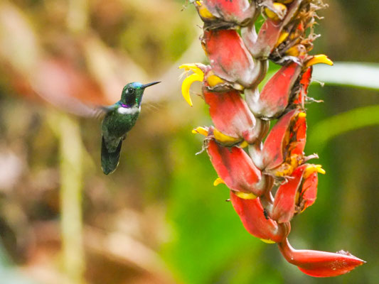 Ost- Bunthalskolibri, White-throated Daggerbill -Schistes geoffroyi