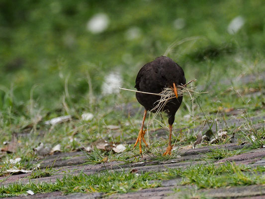 RIESENDROSSEL, GREAT THRUSH - TURDUS FUSCATER