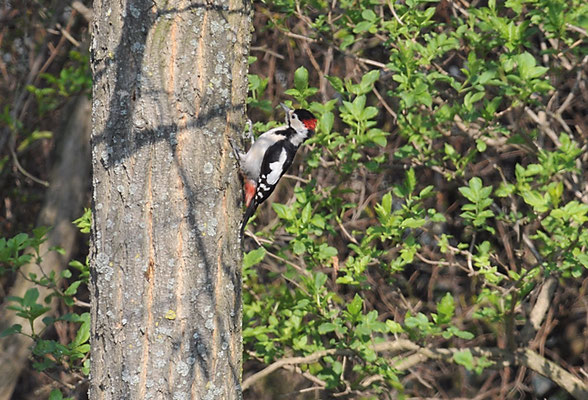 BLUTSPECHT, SYRIAN WOODPECKER, DENDROCOPOS SYRIACUS