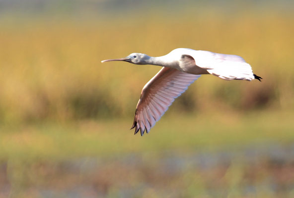ROSALÖFFLER, ROSEATE SPOONBILL, PLATALEA AJAJA