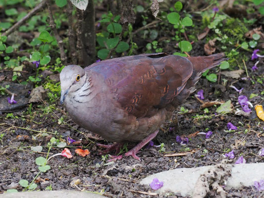 PERU-WACHTELTAUBE, WHITE-THROATED QUAIL-DOVE - ZENTRYGON FRENATA