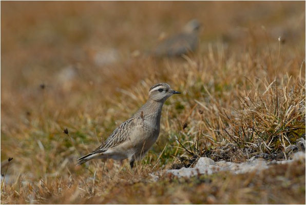 MORNELLREGENPFEIFER, DOTTEREL, CHARADRIUS MORINELLUS