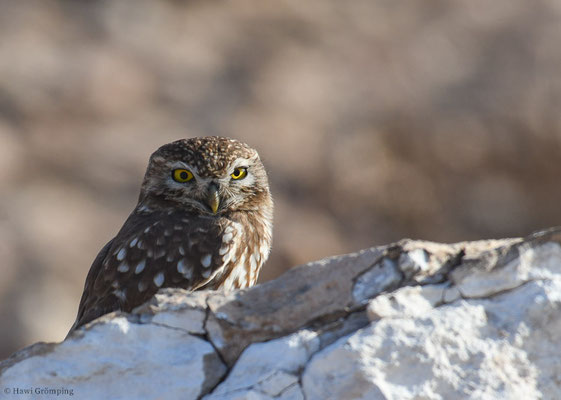 STEINKAUZ, LITTLE OWL, ATHENE NOCTUA