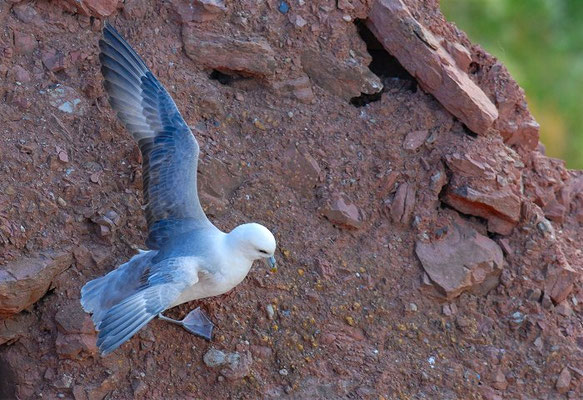 EISSTURMTAUCHER, FULMAR, FULMARUS GLACIALIS 