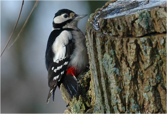 BUNTSPECHT, GREAT SPOTTED WOODPECKER, DENDROCOPOS MAJOR