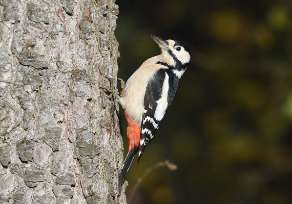 BUNTSPECHT, GREAT SPOTTED WOODPECKER, DENDROCOPOS MAJOR