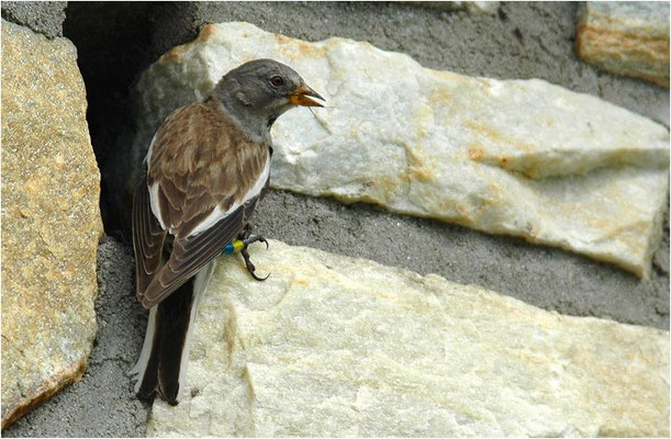SCHNEESPERLING, SNOWFINCH, MONTIFRINGILLA NIVALIS