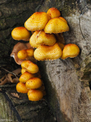 Schleimiger Schüppling - Pholiota adiposa