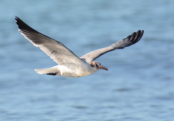 AZTEKENMÖWE, LAUGHING GULL, LARUS ATRICILLA