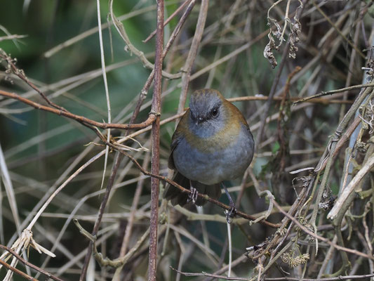GRAUKEHL-MUSENDROSSEL, BLACK-BILLED NIGHTINGALE-TRUSH, CATHARUS GRACILIROSTRIS
