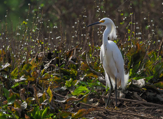 SCHMUCKREIHER, SNOWY EGRET, EGRETTA THULA
