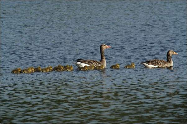 GRAUGANS, GREYLAG GOOSE, ANSER ANSER