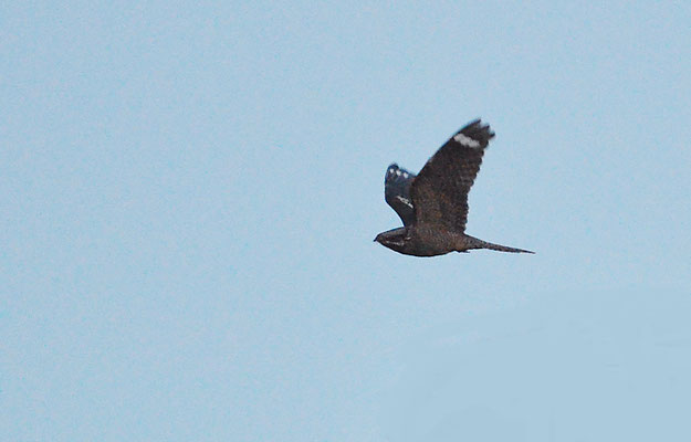 ZIEGENMELKER, NIGHTJAR, CAPRINULGUS EUROPAEUS