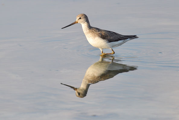 TEREKWASSERLÄUFER, TEREK SANDPIPER, XENUS CINEREUS