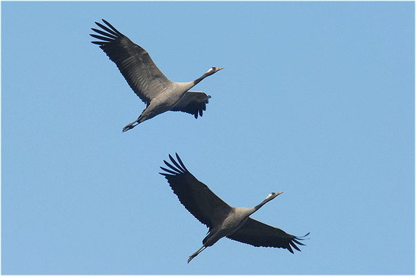 KRANICH, CRANE, GRUS GRUS