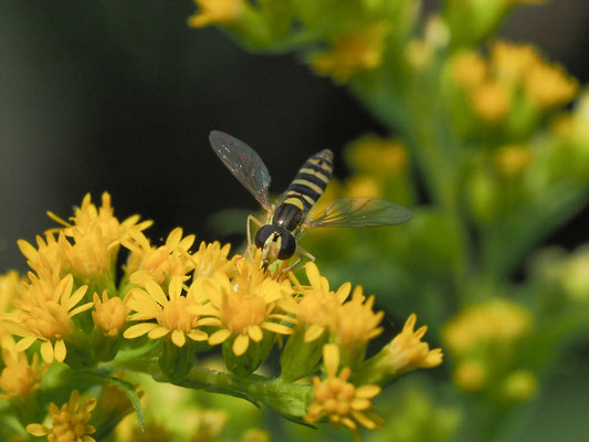 STIFTSCHWEBFLIEGE, SPHAEROPHORIA SCRIPTA