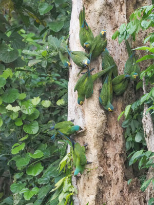 Rotbauchara, Red-bellied Macaw - Orthopsittaca manilatus