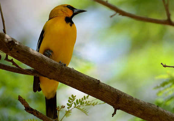 PIROLTRUPIAL, STREAK-BACKED ORIOLE, ICTERUS PUSTULATUS
