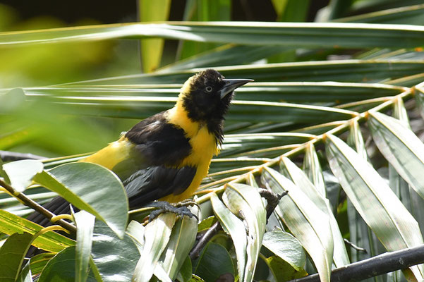 WEISSFLÜGELTRUPIAL, TROUPIAL, ICTERUS ICTERUS
