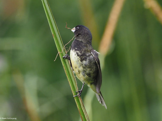 GELBBAUCHPFÄFFCHEN, YELLOW-BELLIED SEEDEATER - SPOROPHILA NIGRICOLLIS