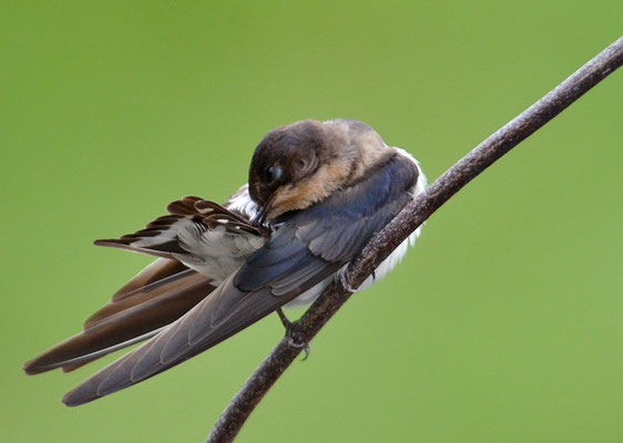 RAUCHSCHWALBE, BARN SWALLOW, HIRUNDO RUSTICA