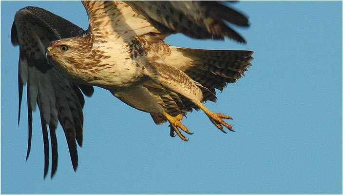 MÄUSEBUSSARD, COMMON BUZZARD, BUTEO BUTEO