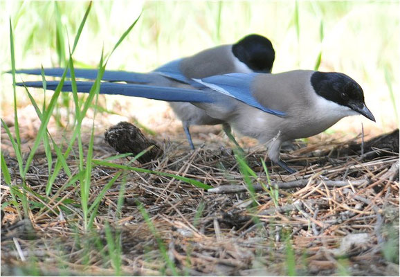 BLAUELSTER, AZURE-WINGED MAGPIE 