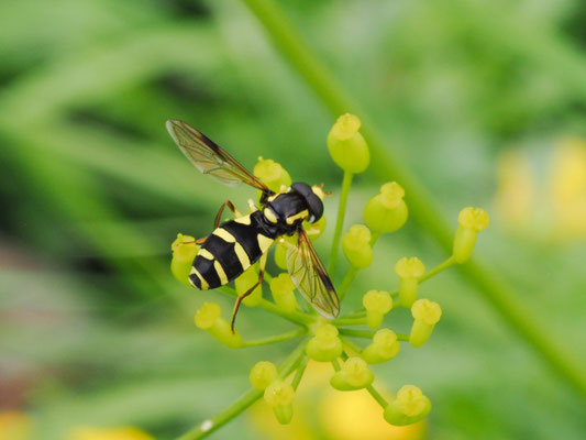 XANTHOGRAMMA PEDISSEQUUM, SPÄTE GELBRANDSCHWEBFLIEGE